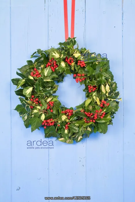 : Christmas Wreath on old blue painted wooden door : Christmas Wreath on old blue painted wooden door