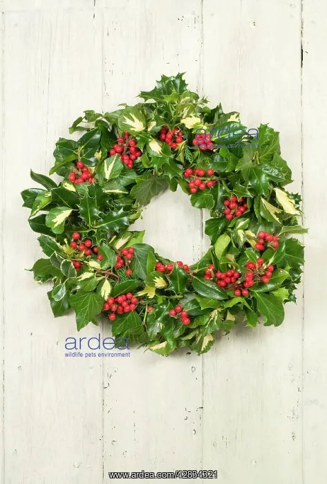 : Christmas Wreath on old white painted door : Christmas Wreath on old white painted door