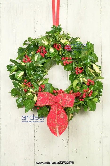 : Christmas Wreath on old white painted door : Christmas Wreath on old white painted door