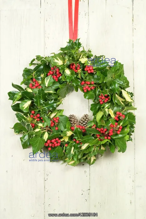 : Christmas Wreath on old white painted door : Christmas Wreath on old white painted door