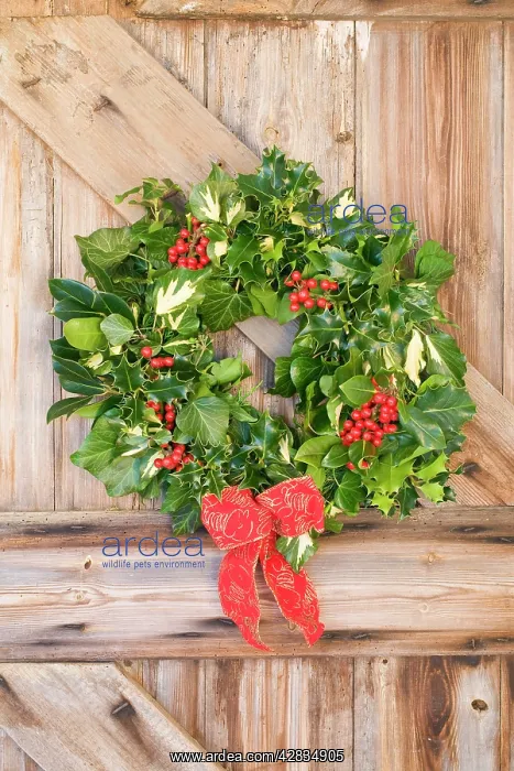  : Christmas Wreath on old wooden door