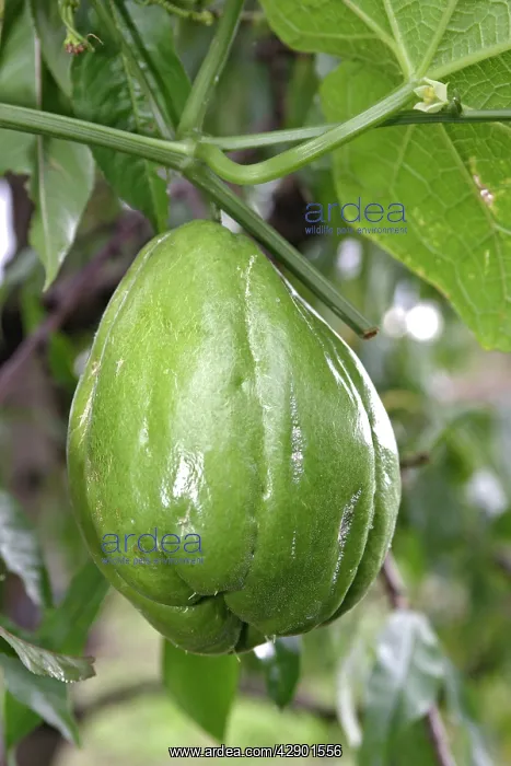 : Christophine / Chayote - tropical vegetable : Christophine / Chayote - tropical vegetable