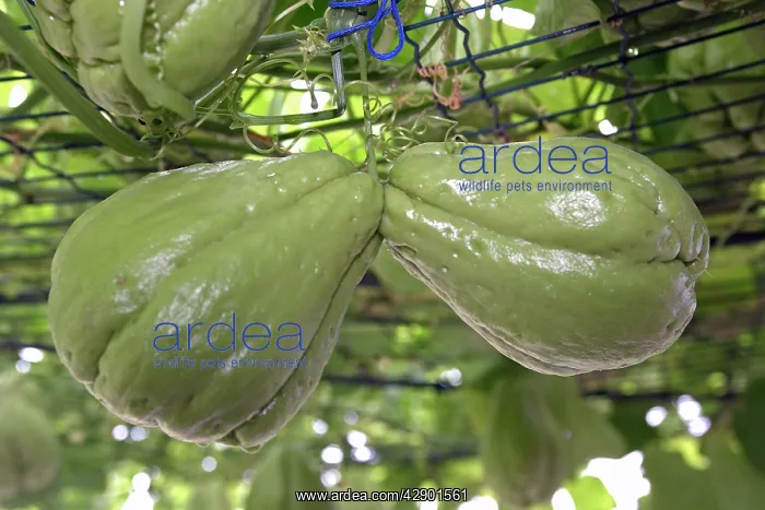 : Christophine / Chayote - tropical vegetable orginally : Christophine / Chayote - tropical vegetable orginally