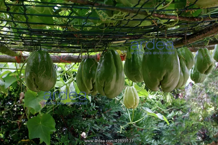 : Christophine / Chow chow / Pear squash - tropical : Christophine / Chow chow / Pear squash - tropical