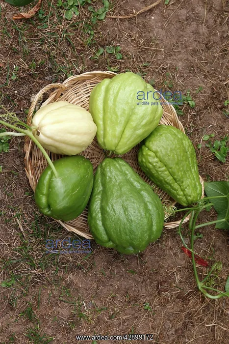 : Christophine / Chow chow / Pear squash - tropical : Christophine / Chow chow / Pear squash - tropical