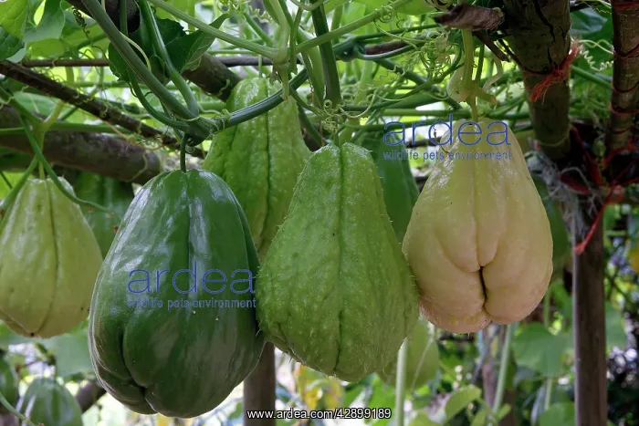 : Christophine / Chow chow / Pear squash - tropical : Christophine / Chow chow / Pear squash - tropical