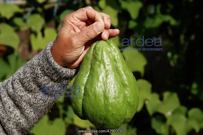 : Christophine / Chow chow / Pear squash - tropical : Christophine / Chow chow / Pear squash - tropical