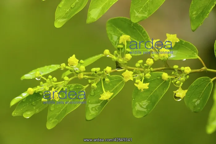  : Christ's Thorn in flower. Spiny bush