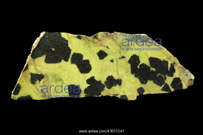 : Chromite Serpentine : Chromite Serpentine