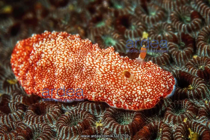 : Chromodoris reticulata (Chromodoris reticulata) : Chromodoris reticulata (Chromodoris reticulata)