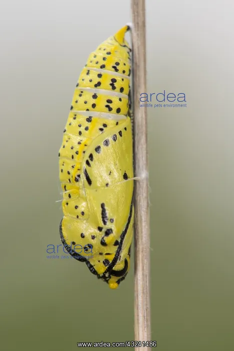 : Chrysalis of black-veined white (Aporia crataegi) attach : Chrysalis of black-veined white (Aporia crataegi) attach