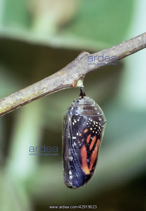 : Chrysalis of Wanderer / Monarch / Milkweed Butterfly : Chrysalis of Wanderer / Monarch / Milkweed Butterfly