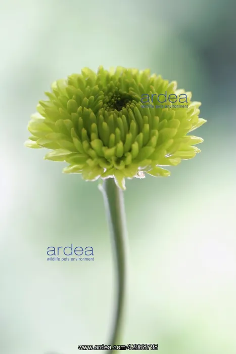 : Chrysanthemum : Chrysanthemum