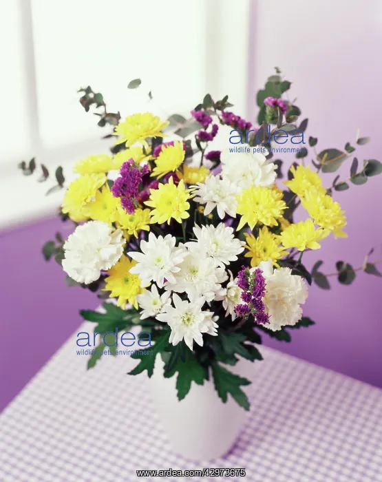 : Chrysanthemum : Chrysanthemum