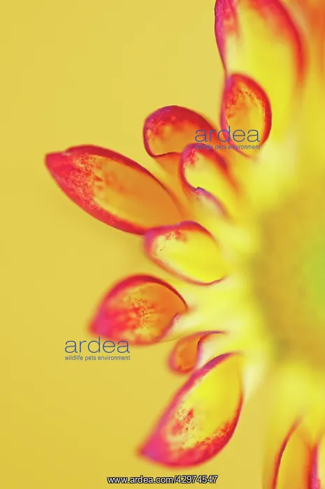 : Chrysanthemum : Chrysanthemum