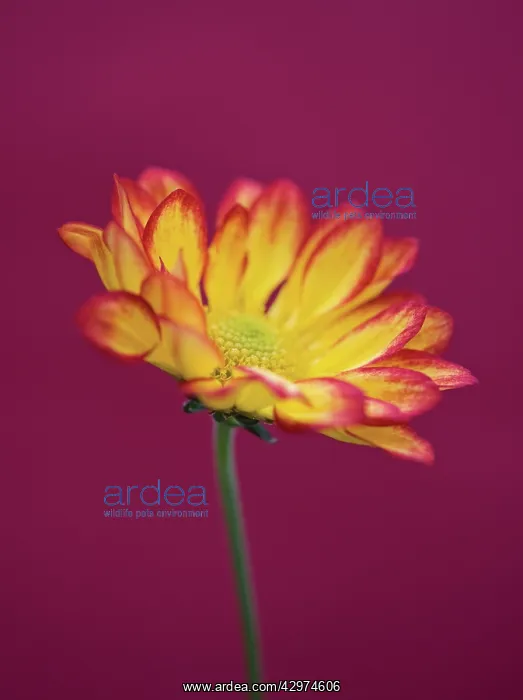 : Chrysanthemum : Chrysanthemum