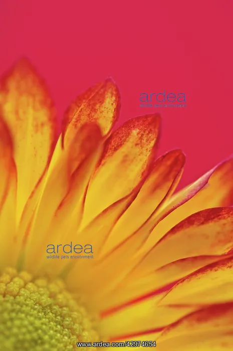 : Chrysanthemum : Chrysanthemum