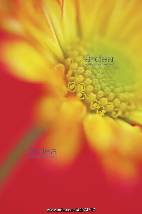 : Chrysanthemum : Chrysanthemum
