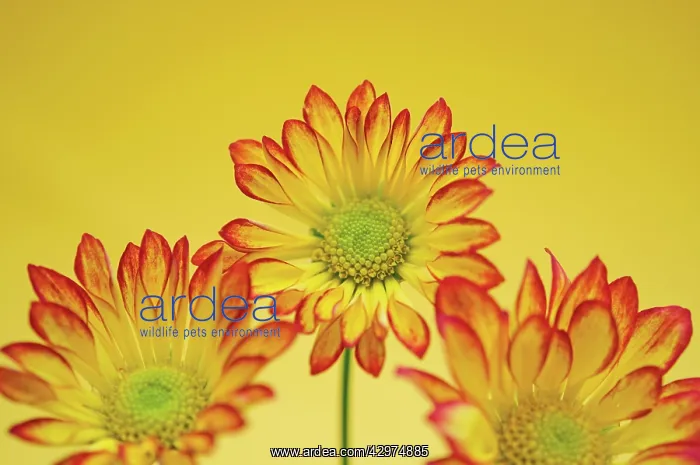 : Chrysanthemum : Chrysanthemum