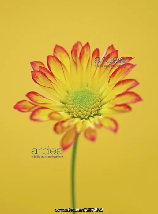 : Chrysanthemum : Chrysanthemum