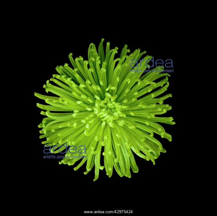 : Chrysanthemum : Chrysanthemum