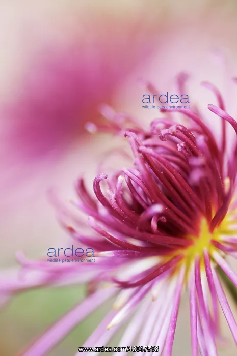 : Chrysanthemum : Chrysanthemum