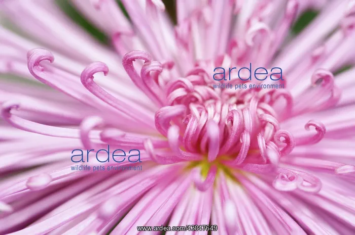 : Chrysanthemum : Chrysanthemum