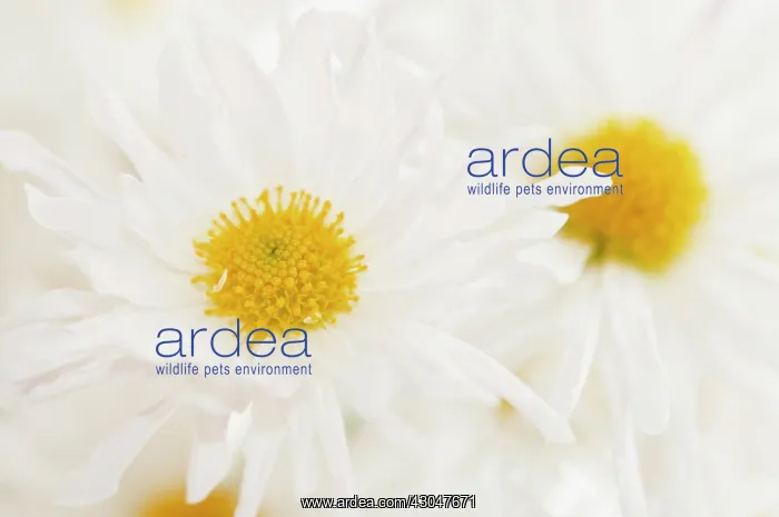 : Chrysanthemum : Chrysanthemum