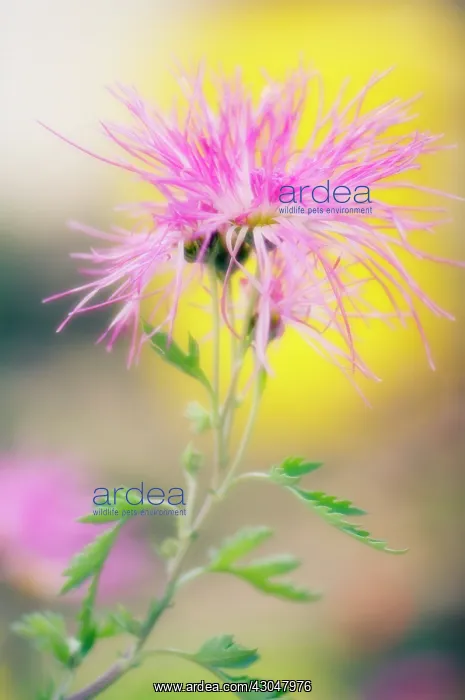 : Chrysanthemum : Chrysanthemum