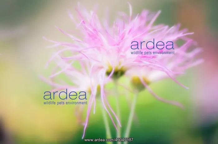 : Chrysanthemum : Chrysanthemum
