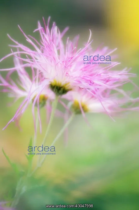 : Chrysanthemum : Chrysanthemum