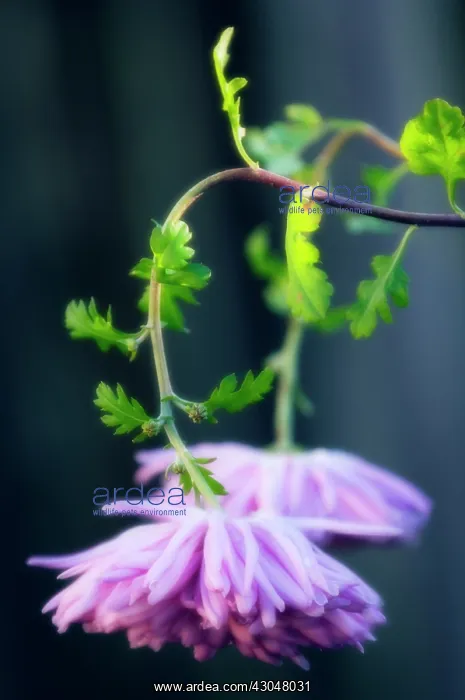 : Chrysanthemum : Chrysanthemum