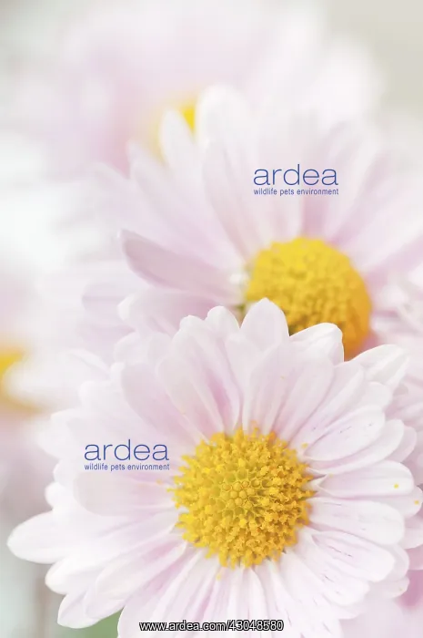 : Chrysanthemum : Chrysanthemum