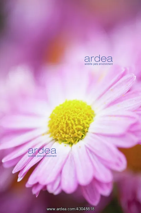  : Chrysanthemum
