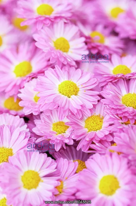 : Chrysanthemum : Chrysanthemum