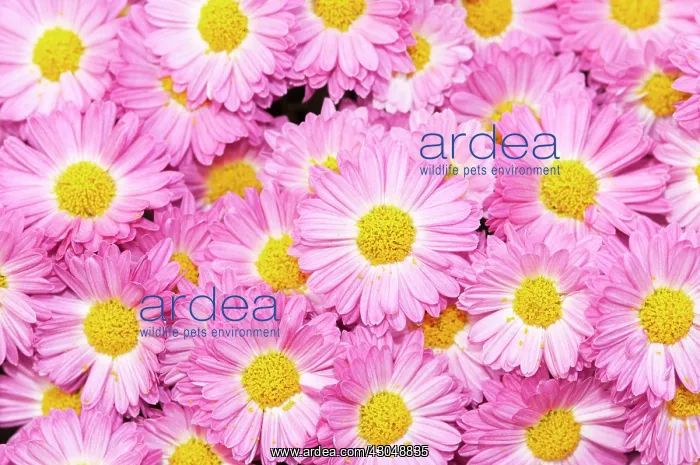 : Chrysanthemum : Chrysanthemum