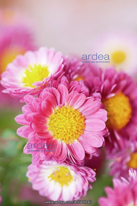 : Chrysanthemum : Chrysanthemum