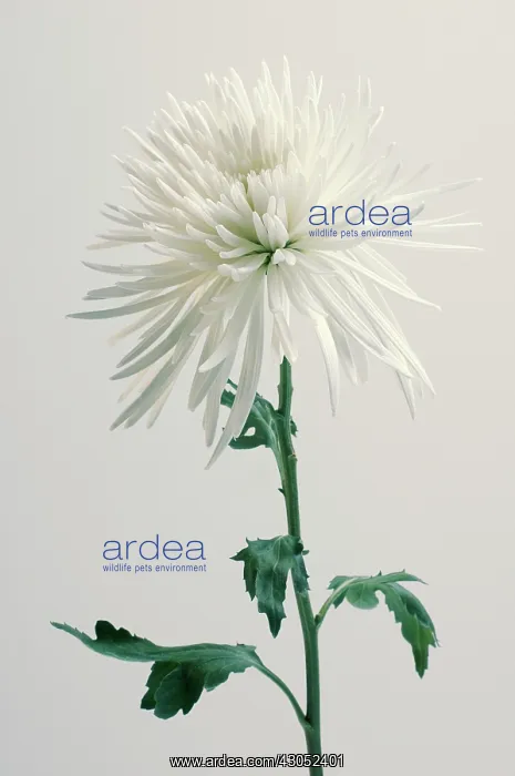 : Chrysanthemum : Chrysanthemum