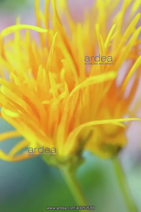 : Chrysanthemum : Chrysanthemum