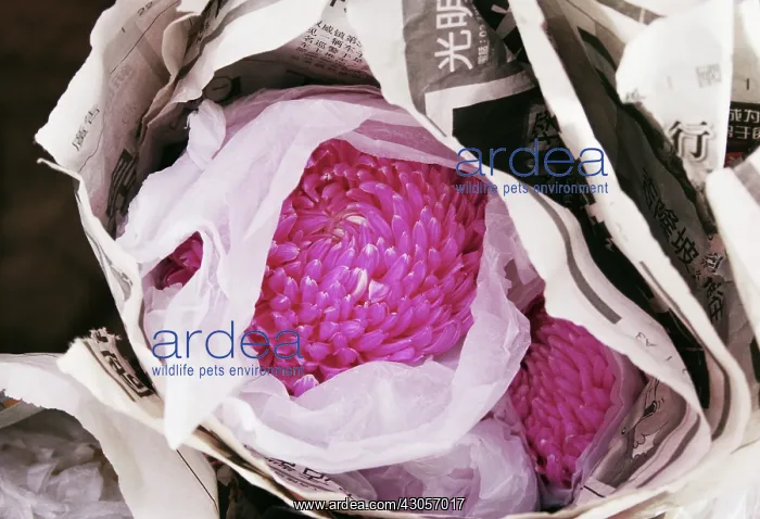 : Chrysanthemum : Chrysanthemum