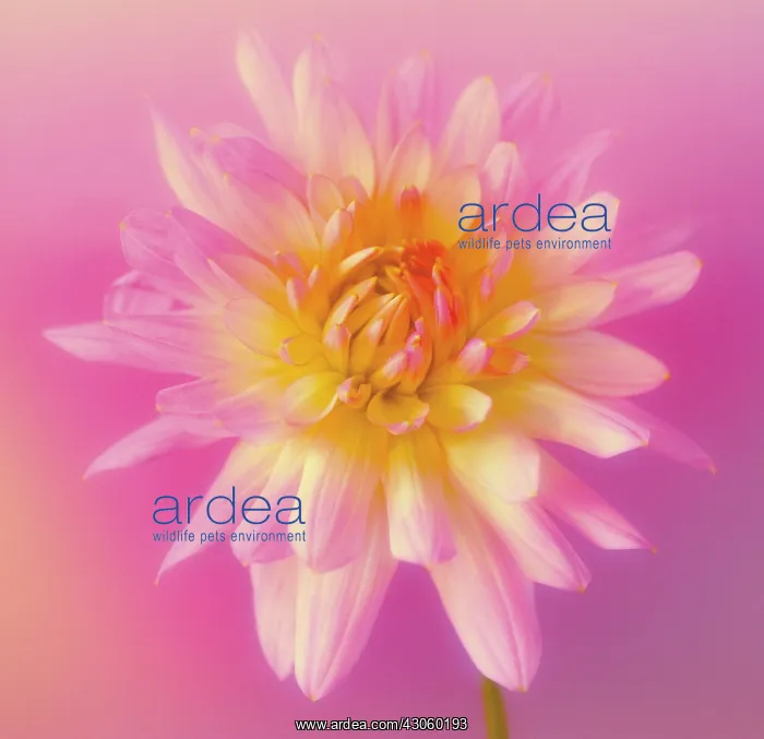  : Chrysanthemum