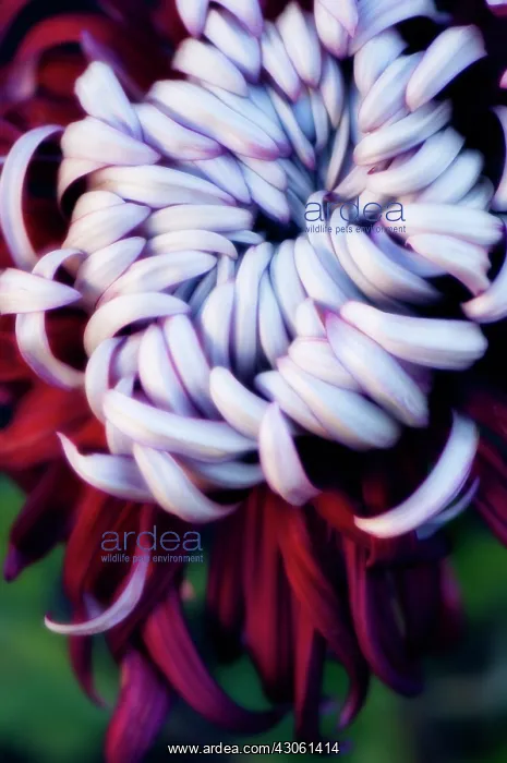 : Chrysanthemum : Chrysanthemum