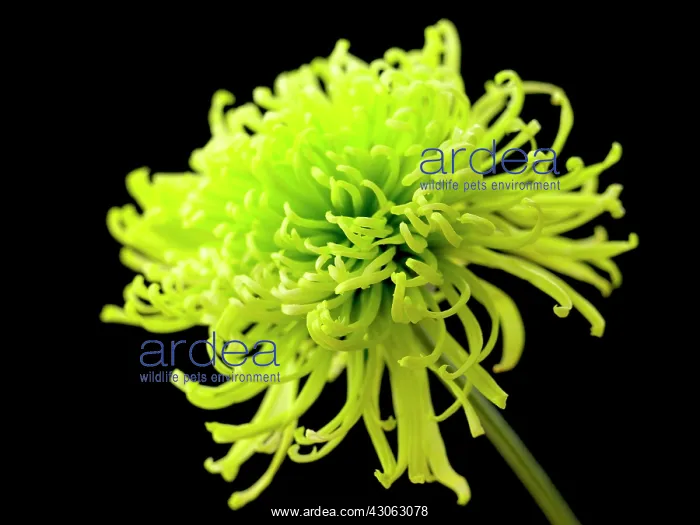 : Chrysanthemum : Chrysanthemum