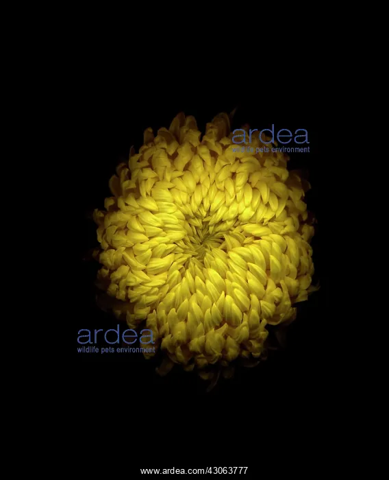 : Chrysanthemum : Chrysanthemum