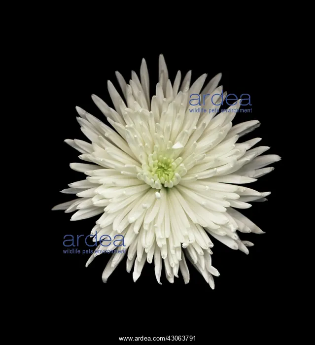 : Chrysanthemum : Chrysanthemum