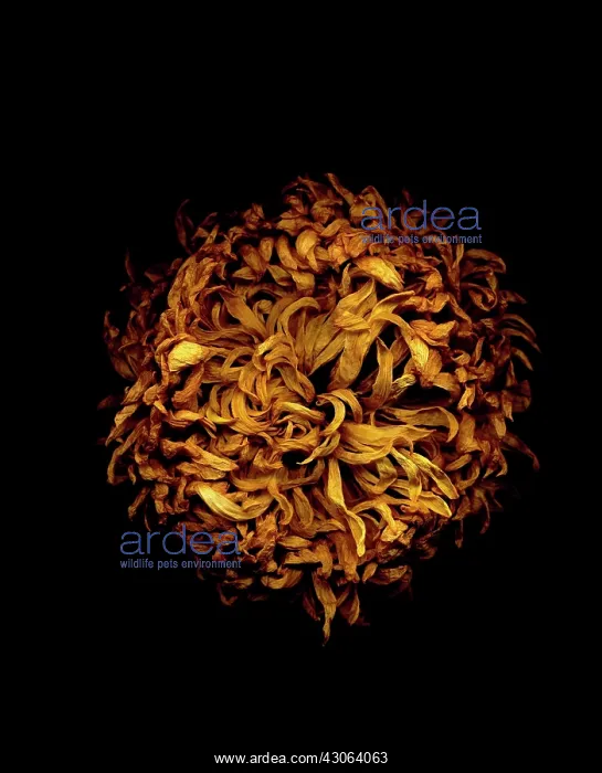 : Chrysanthemum : Chrysanthemum