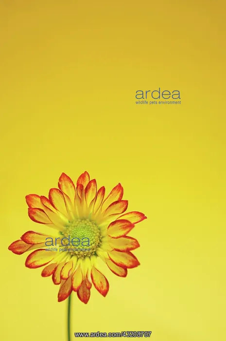 : Chrysanthemum : Chrysanthemum