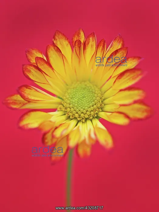 : Chrysanthemum : Chrysanthemum