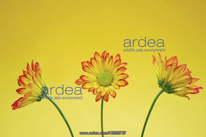 : Chrysanthemum : Chrysanthemum