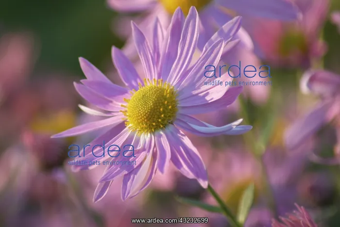 : Chrysanthemum : Chrysanthemum